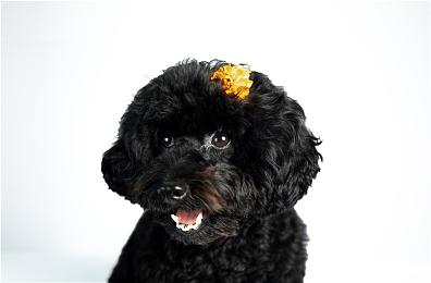 PS VR游戏《莫斯2》今日发售 官方发布预告